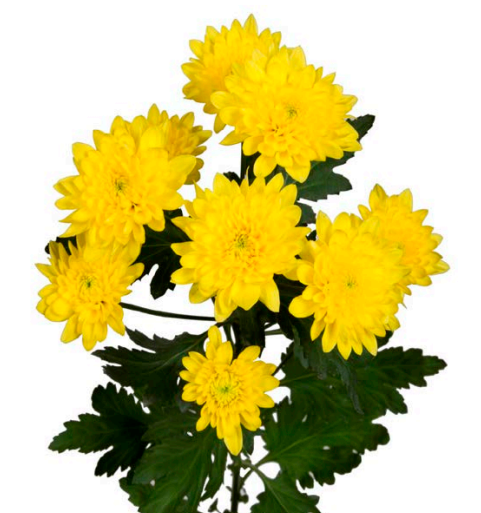 Spray Chrysanthemum Champagne Yellow yellow 70 A1 GOLDEN TULIP FARMS LTD Kenya buy wholesale on M-Flowers