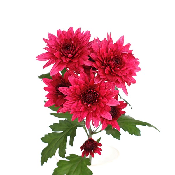 Spray Chrysanthemum Dante Purple dark-pink 70 A1 GOLDEN TULIP FARMS LTD Kenya buy wholesale on M-Flowers