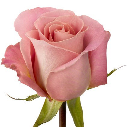 Rose Hemosa pink 70 A1 GOLDEN TULIP FARMS LTD Kenya buy wholesale on M-Flowers