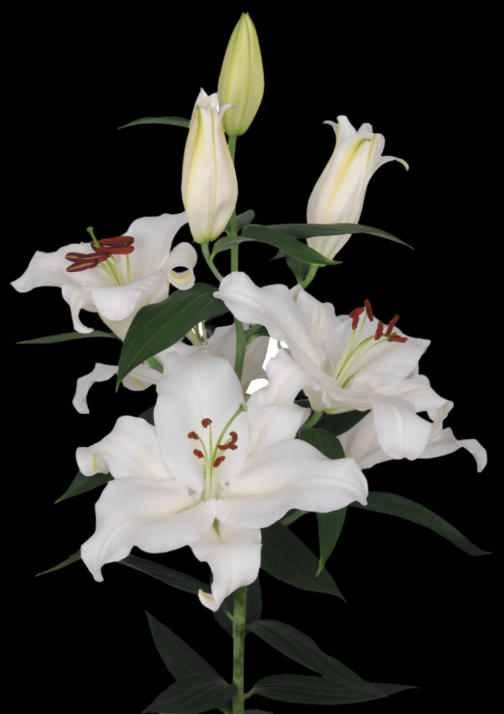 Lilium Or Montenue 2+ 80 A1 GOLDEN TULIP FARMS LIMITED KE buy wholesale on M-Flowers