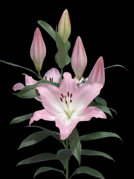 Lilium Or Hilux 2+ 80 A1 GOLDEN TULIP FARMS LIMITED KE buy wholesale on M-Flowers