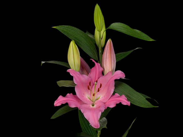 Lilium Or Lexus 2+ 80 A1 GOLDEN TULIP FARMS LIMITED KE buy wholesale on M-Flowers