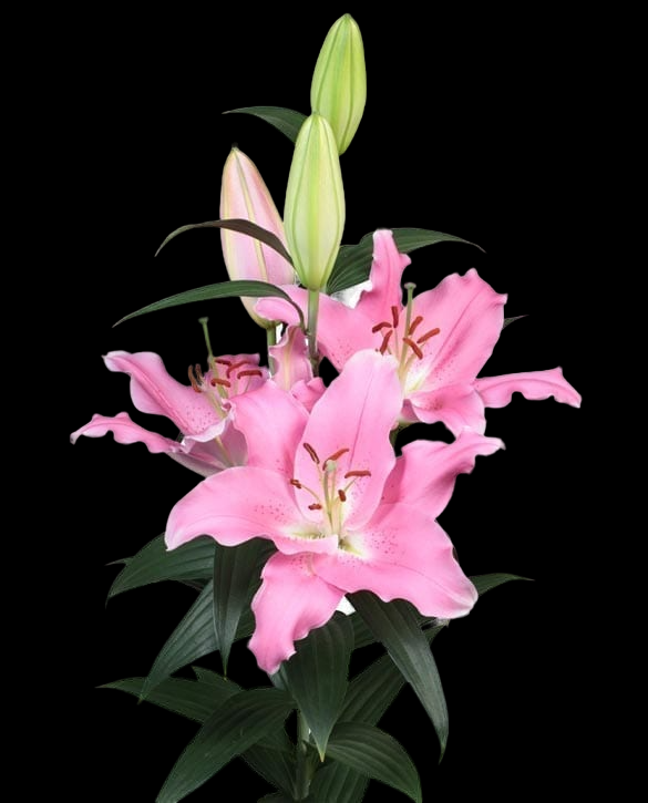 Lilium Or Binasco 3+ 80 A1 GOLDEN TULIP FARMS LIMITED KE buy wholesale on M-Flowers