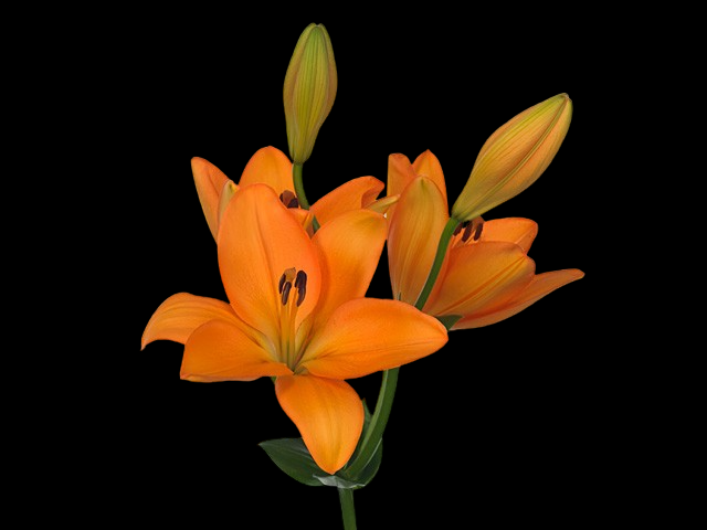 Lilium Flemington 2+ orange 80 A1 GOLDEN TULIP FARMS LTD Kenya buy wholesale on M-Flowers