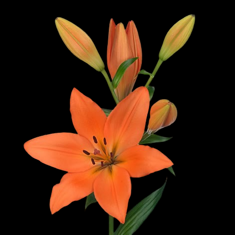 Lilium Sunderland 2+ 80 A1 GOLDEN TULIP FARMS LTD KE buy wholesale on M-Flowers