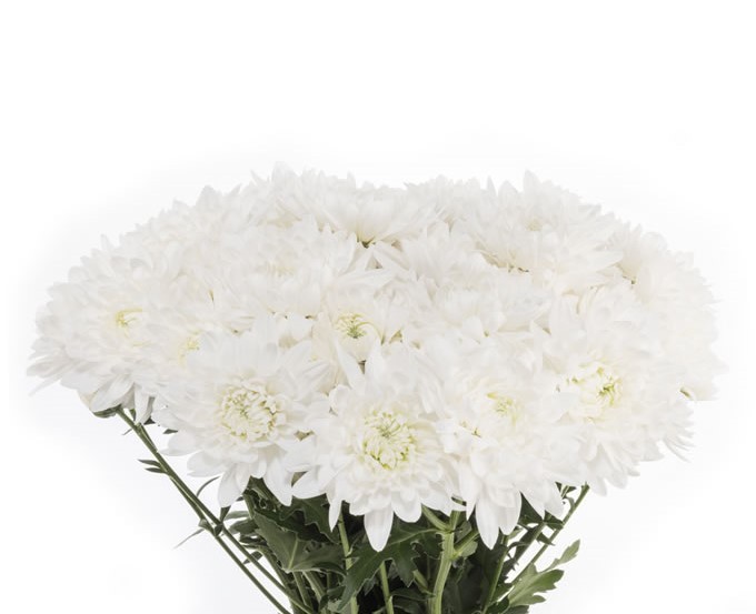 Spray Chrysanthemum Inspiration white 70 A1 GOLDEN TULIP FARMS LTD Kenya buy wholesale on M-Flowers