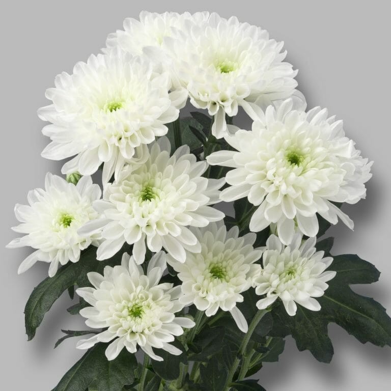 Spray Chrysanthemum Aviator 70 A1 GOLDEN TULIP FARMS LTD KE buy wholesale on M-Flowers