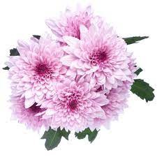 Spray Chrysanthemum Dante 70 A1 GOLDEN TULIP FARMS LTD KE buy wholesale on M-Flowers