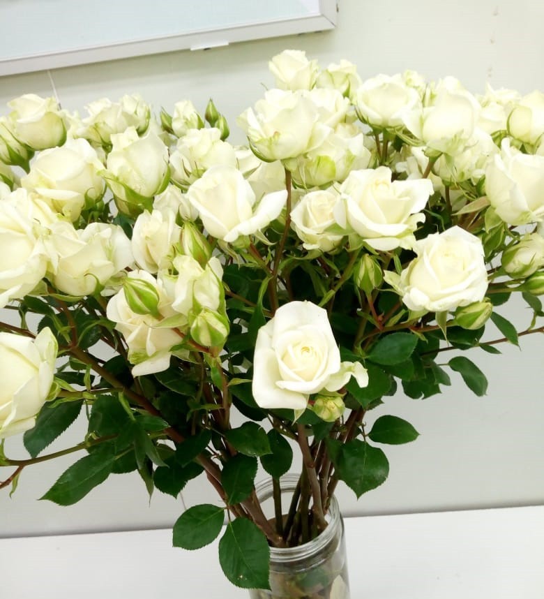 Spray roses Jelitah white 50 A1 Spray roses Jelitah 50 A1 GOLDEN TULIP FARMS LIMITED KE comprar al por mayor en M-Flowers