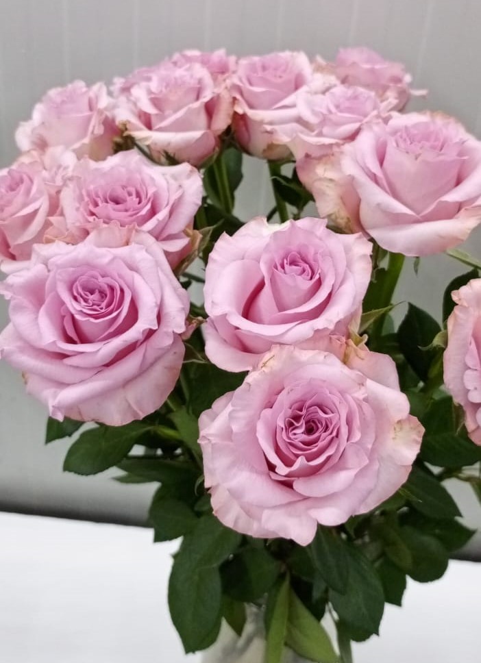 Rose Amalfi pink 40 A1 GOLDEN TULIP FARMS LTD Kenya buy wholesale on M-Flowers