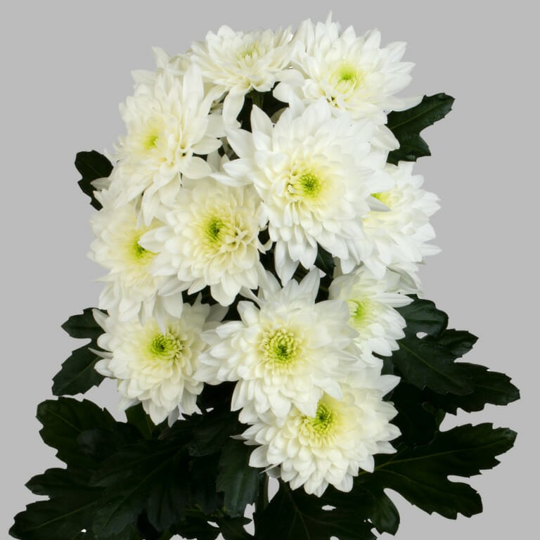 Chr t Pastela White white 70 A1 Samada Flowers Netherlands buy wholesale on M-Flowers