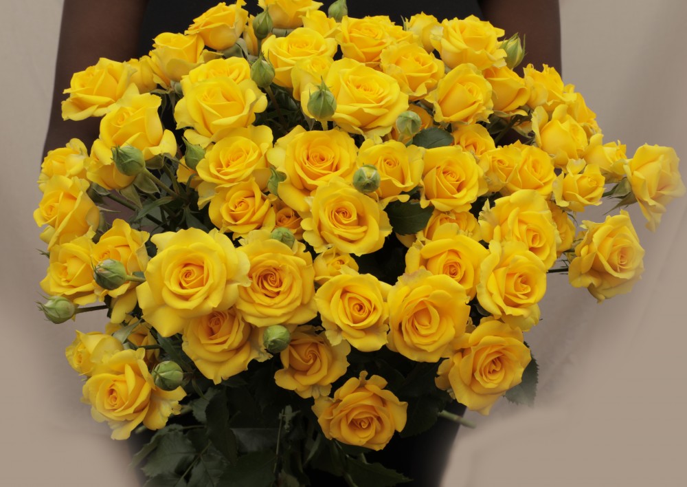 Spray roses Goldylock gold 40 A1 Spray roses Goldylock 40 A1 RED LANDS ROSES LTD KE купить оптом на M-Flowers