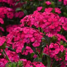 Dianthus Barbatus Amazone Neon Cherry dark-pink 60 A1 GOLDEN TULIP FARMS LTD Kenya buy wholesale on M-Flowers