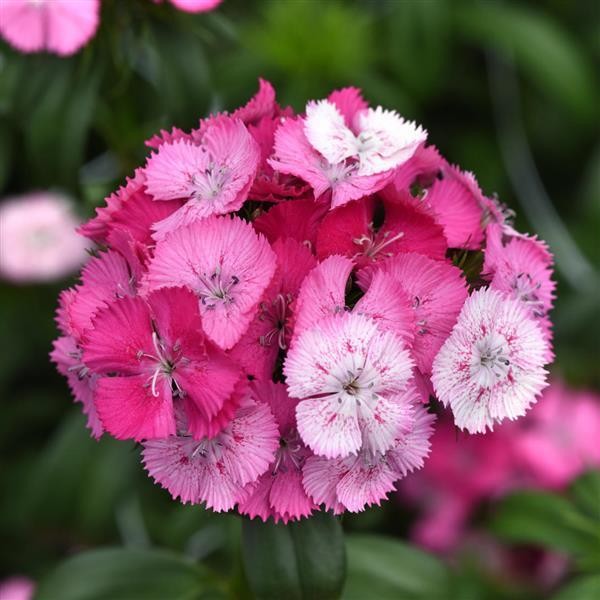 Dianthus Barbatus Rose Magic multicolor 60 A1 GOLDEN TULIP FARMS LTD Kenya buy wholesale on M-Flowers