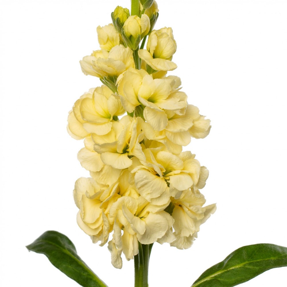 Mathiola Iron Yellow 60 A1 GOLDEN TULIP FARMS LTD KE buy wholesale on M-Flowers