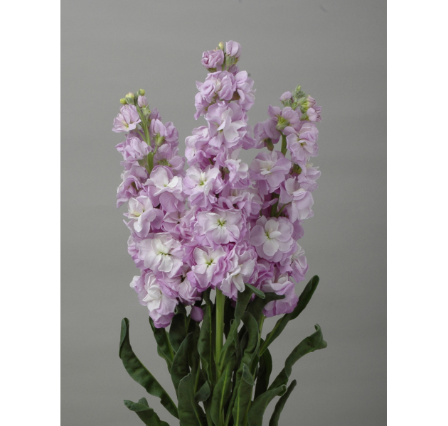 Mathiola Iron Marine lilac-lavander 60 A1 GOLDEN TULIP FARMS LTD Kenya buy wholesale on M-Flowers