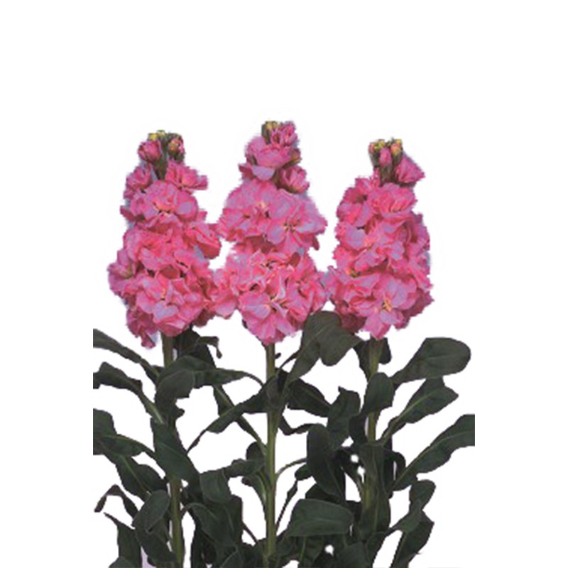 Mathiola Iron Pink 60 A1 GOLDEN TULIP FARMS LTD KE buy wholesale on M-Flowers