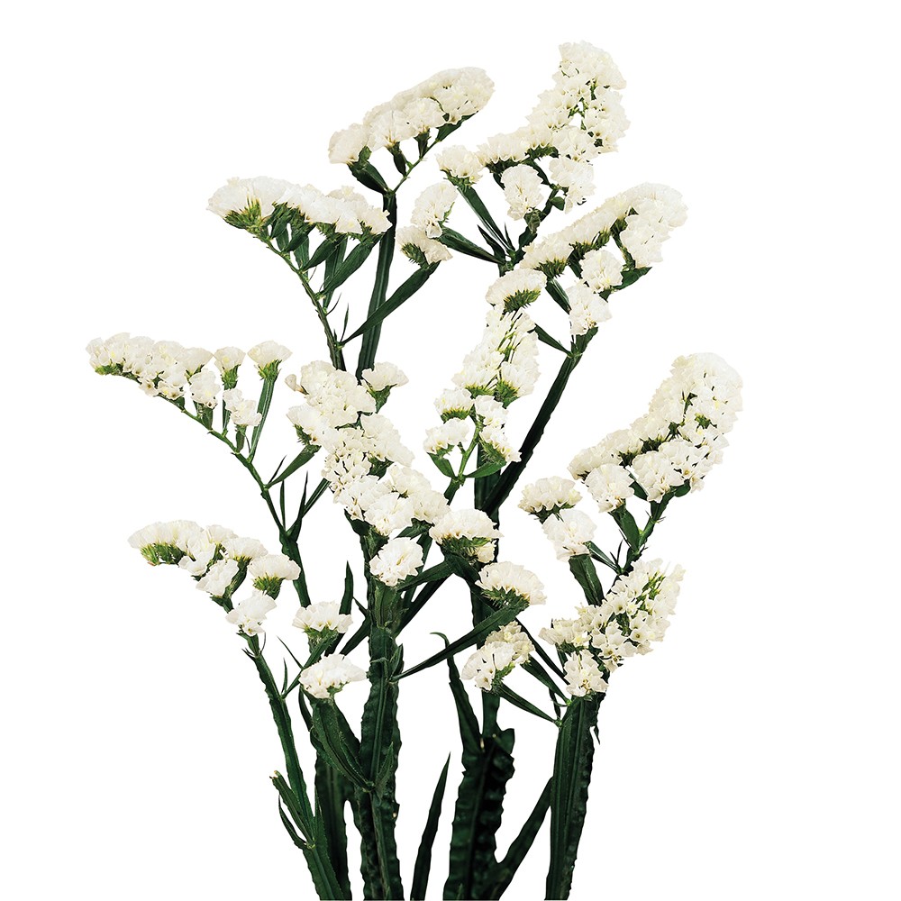 Statice White Starlight white 60 A1 GOLDEN TULIP FARMS LTD Kenya buy wholesale on M-Flowers