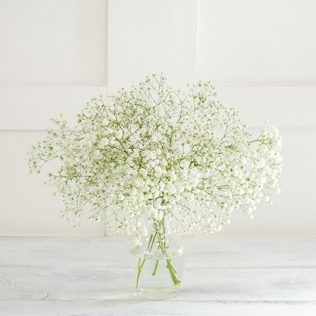 Gypsophila Pearl Grandastic white 80 A1 GOLDEN TULIP FARMS LTD Kenya buy wholesale on M-Flowers