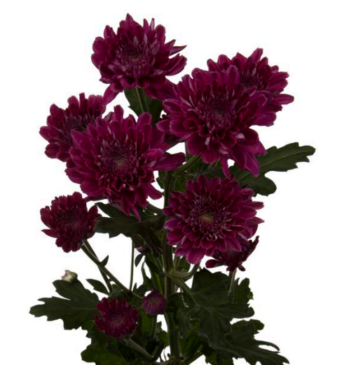 Spray Chrysanthemum Journey Purple 60 A1 SHALIMAR FLOWERS (KENYA) LTD KE buy wholesale on M-Flowers