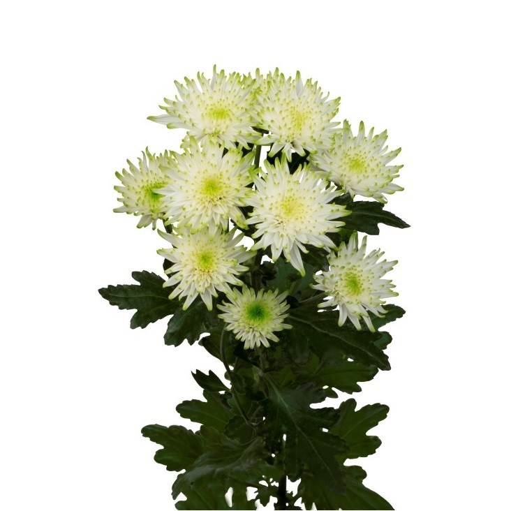 Spray Chrysanthemum Maisy Lime 60 A1 SHALIMAR FLOWERS (KENYA) LTD KE buy wholesale on M-Flowers