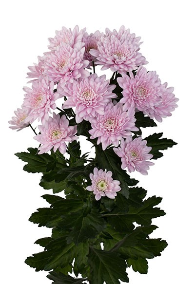 Spray Chrysanthemum Kygo 60 A1 SHALIMAR FLOWERS (KENYA) LTD KE buy wholesale on M-Flowers