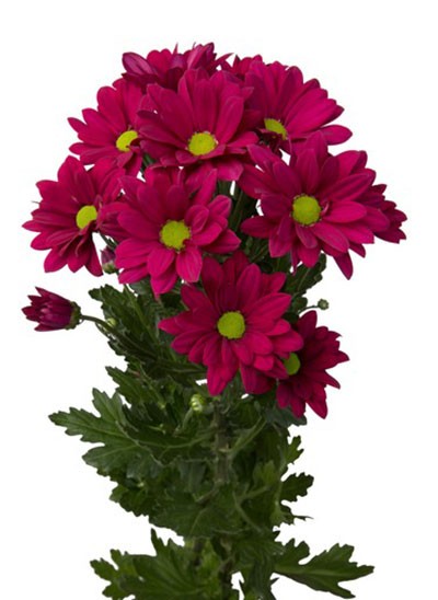 Spray Chrysanthemum Purple Star 60 A1 SHALIMAR FLOWERS (KENYA) LTD KE buy wholesale on M-Flowers