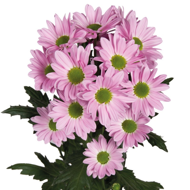 Spray Chrysanthemum Rihanna 60 A1 SHALIMAR FLOWERS (KENYA) LTD KE buy wholesale on M-Flowers