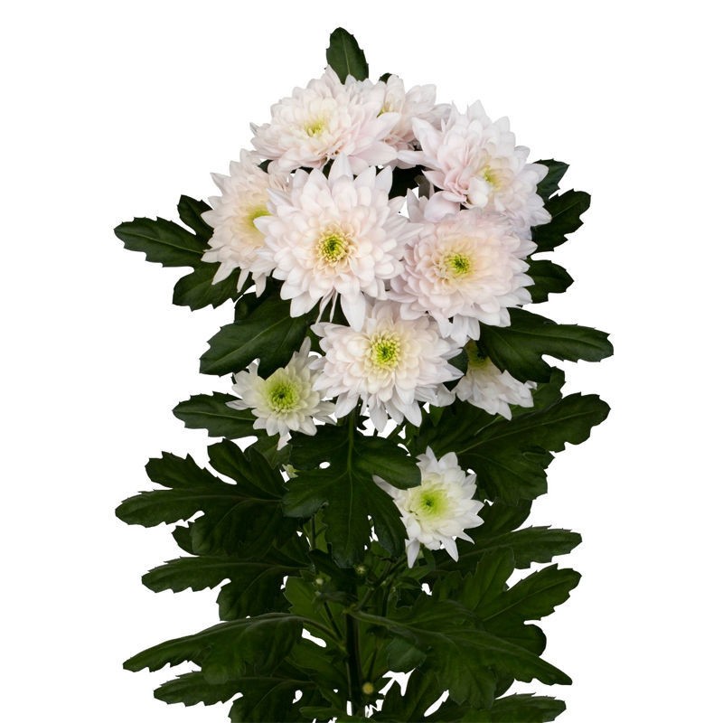 Spray Chrysanthemum Pastella 60 A1 SHALIMAR FLOWERS (KENYA) LTD KE buy wholesale on M-Flowers