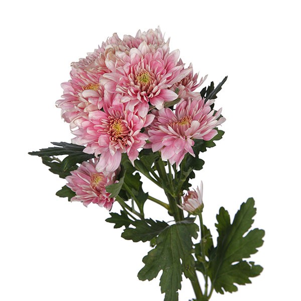 Spray Chrysanthemum Petrushka 60 A1 SHALIMAR FLOWERS (KENYA) LTD KE buy wholesale on M-Flowers