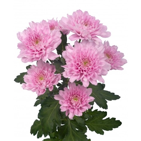 Spray Chrysanthemum Kalimba 60 A1 SHALIMAR FLOWERS (KENYA) LTD KE buy wholesale on M-Flowers