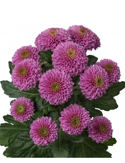 Spray Chrysanthemum Doria Dark Purple purple 50 A1 Shalimar Kenya buy wholesale on M-Flowers