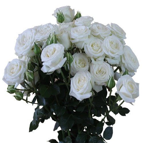 Spray roses Snowy Blossom white 50 A1 GOLDEN TULIP FARMS LTD Kenya buy wholesale on M-Flowers