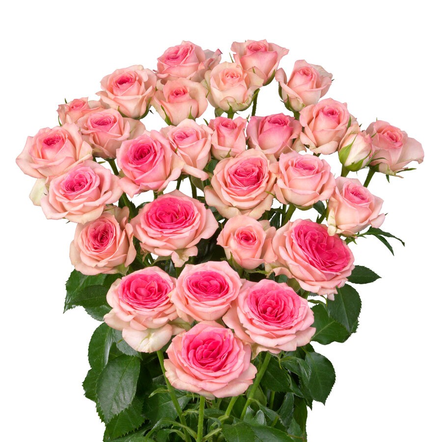 Spray roses Tralala multicolor 50 A1 GOLDEN TULIP FARMS LTD Kenya buy wholesale on M-Flowers