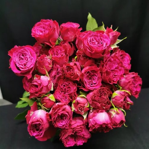 Spray roses Cherry Blossom dark-pink 50 A1 GOLDEN TULIP FARMS LTD Kenya buy wholesale on M-Flowers