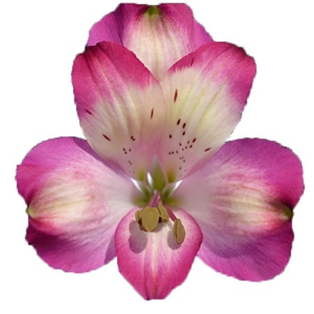 Alstroemeria Disco 60 A1 GOLDEN TULIP FARMS LTD KE buy wholesale on M-Flowers