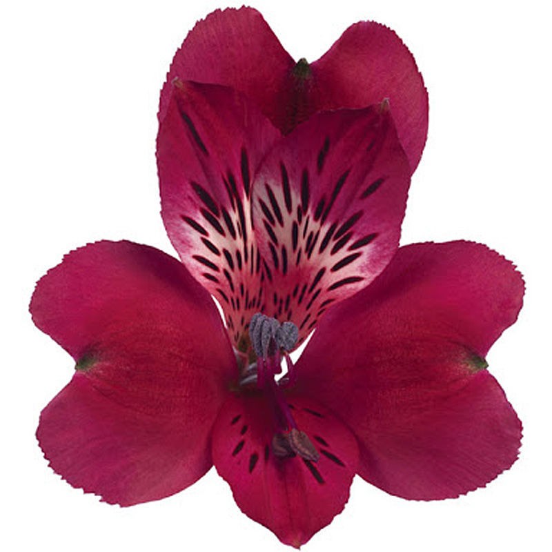 Alstroemeria Monte Cervino burgundy 60 A1 GOLDEN TULIP FARMS LTD Kenya buy wholesale on M-Flowers