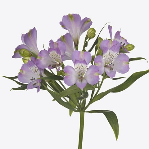 Alstroemeria River Dance 60 A1 GOLDEN TULIP FARMS LTD KE buy wholesale on M-Flowers