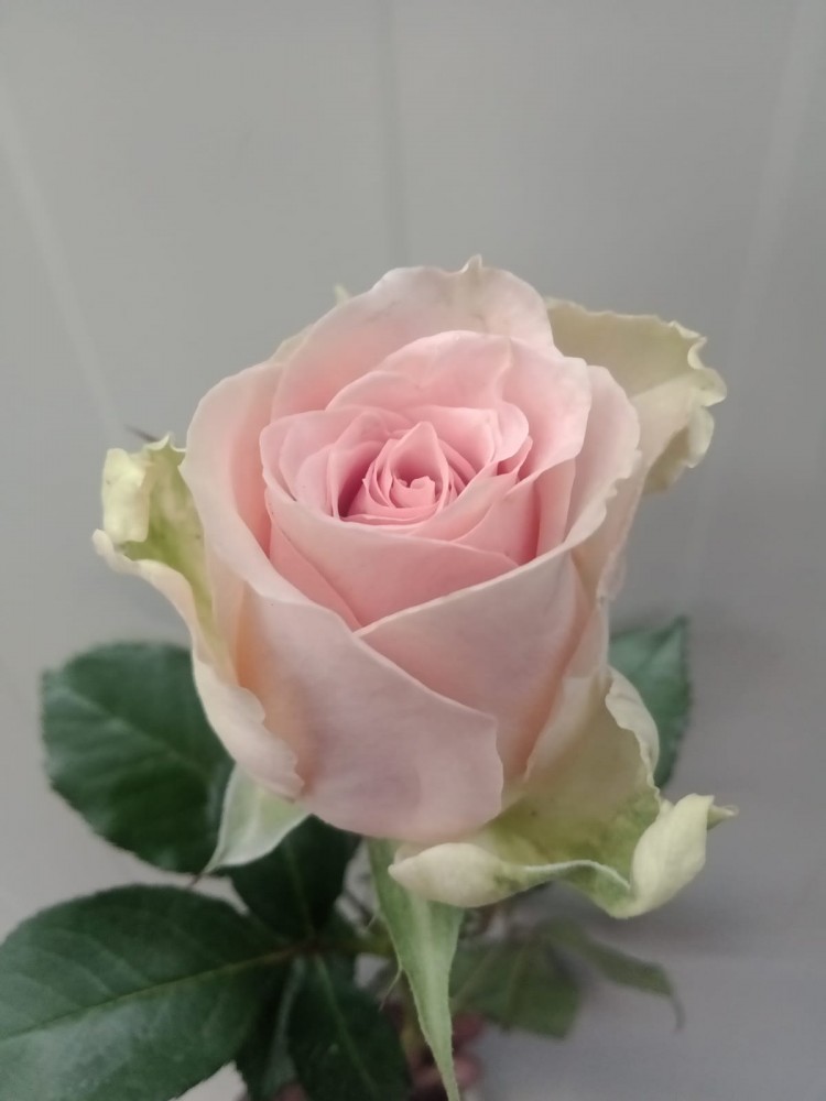 Rose Desert Queen 40 A1 MERIDIAN FLOWERS LIMITED KE buy wholesale on M-Flowers