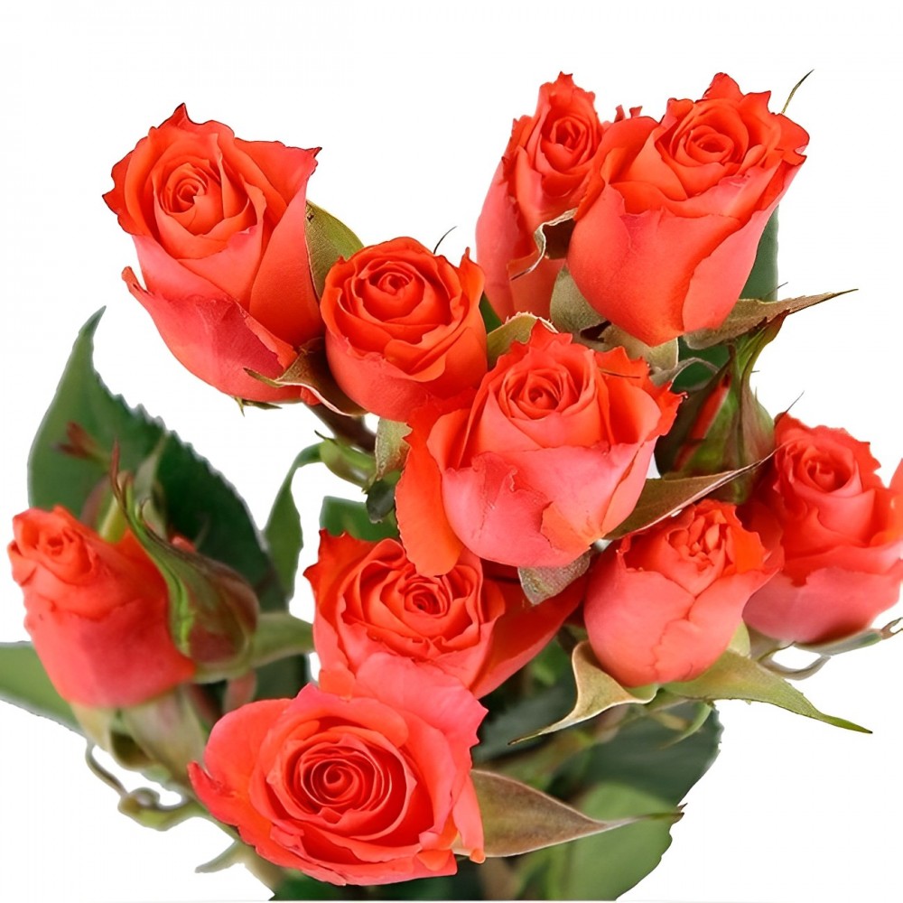 Spray roses Alegria 60 A1 Pro Plan EC купить оптом на M-Flowers