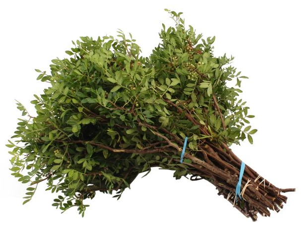 Groen Pistache pallet 55 A1 WBE NL buy wholesale on M-Flowers