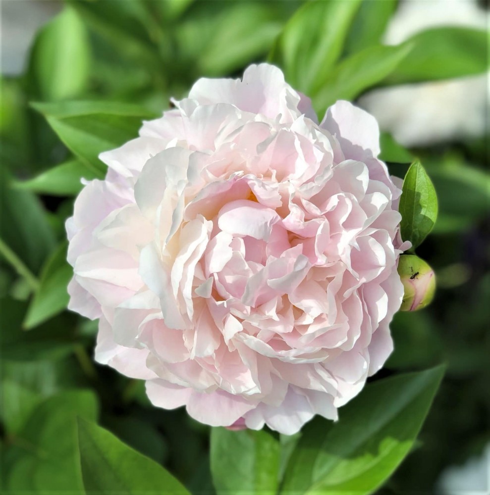 Peonies Noemi Demay pink 60 A1 My Peony Netherlands buy wholesale on M-Flowers
