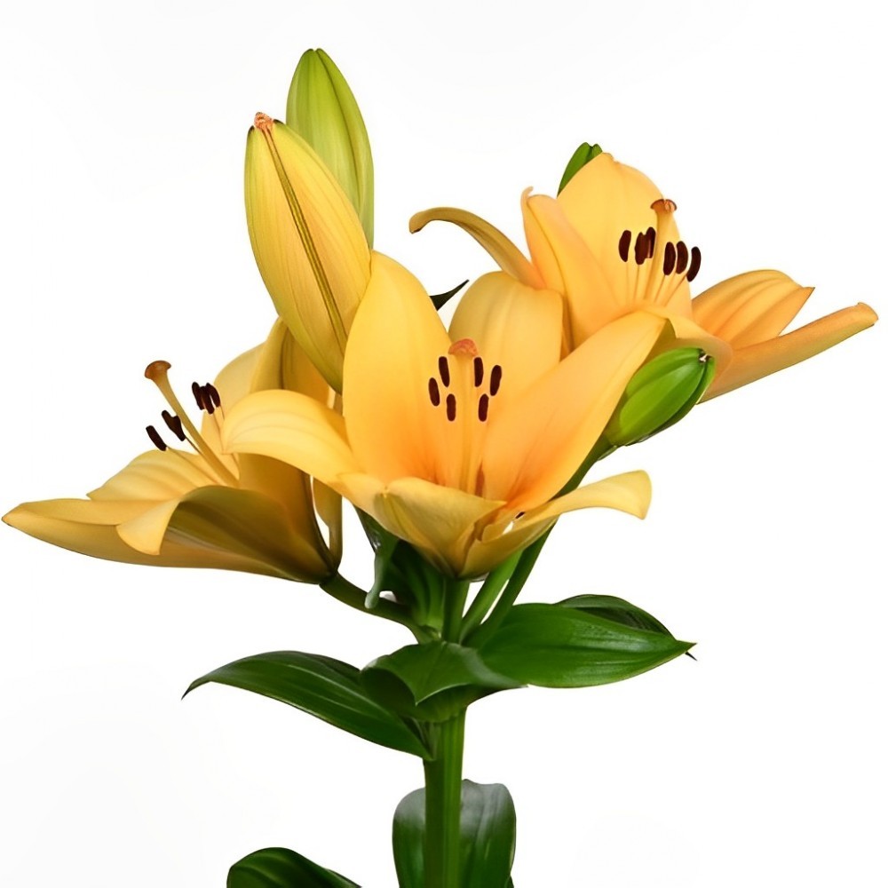 li la MENORCA 4+ 90 A1 Qualily NL buy wholesale on M-Flowers