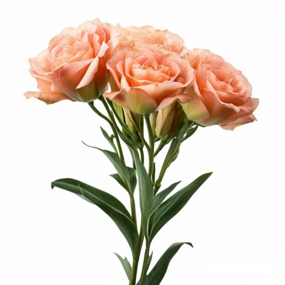 Lisianthus Salmon 70 A1 FRESH EXCHANGE FZCO KE buy wholesale on M-Flowers