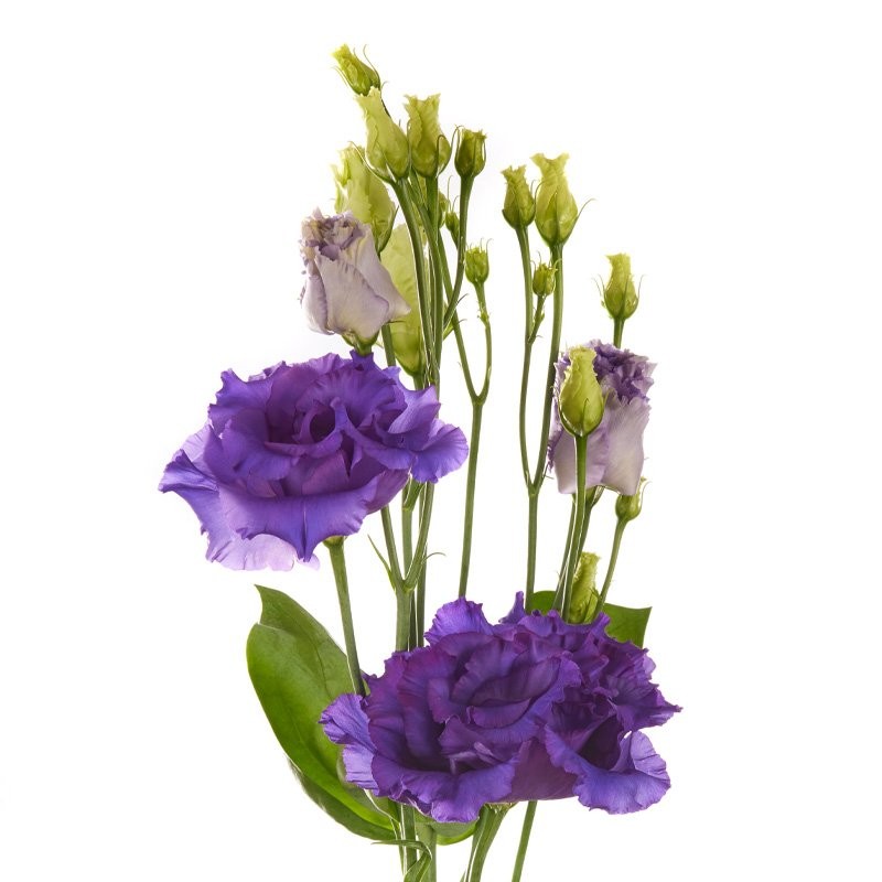 Lisianthus Alissa Purple 70 A1 FRESH EXCHANGE FZCO KE buy wholesale on M-Flowers