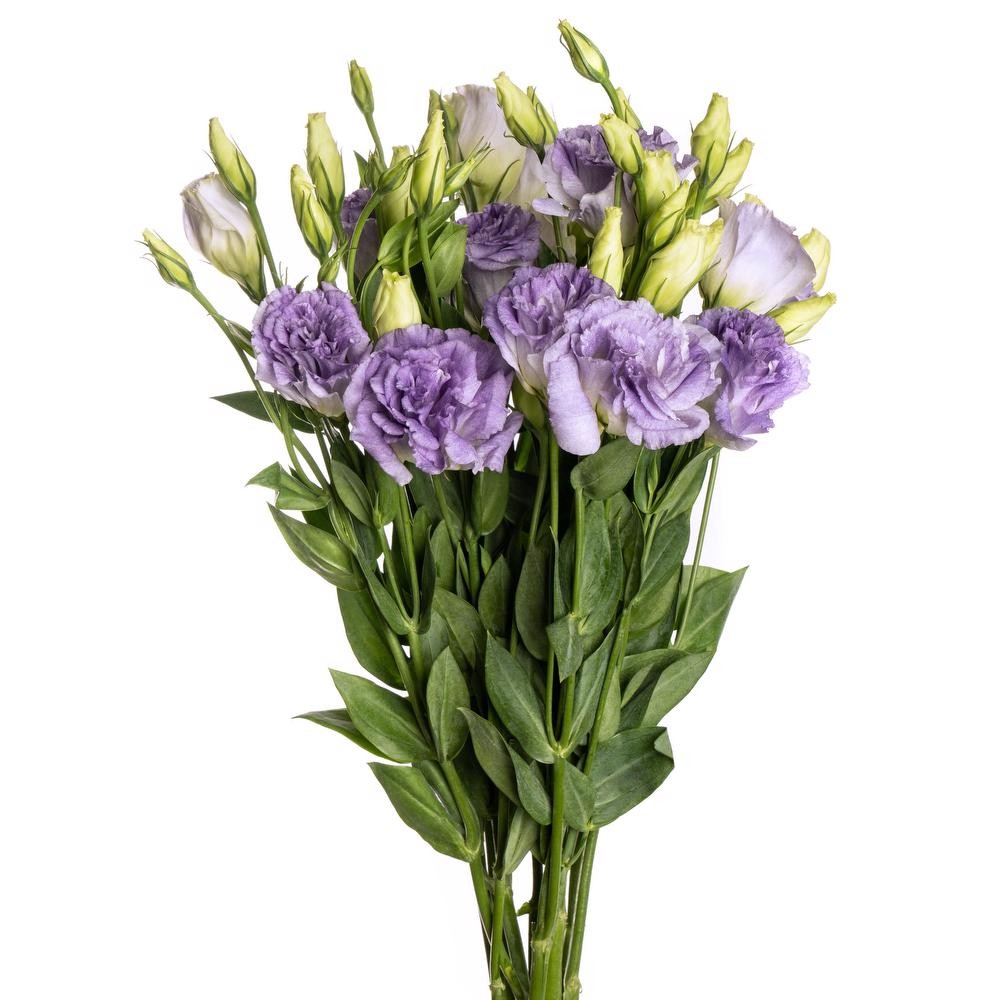 Lisianthus Misty Blue lilac-lavander 70 A1 FRESH EXCHANGE FZCO Kenya buy wholesale on M-Flowers