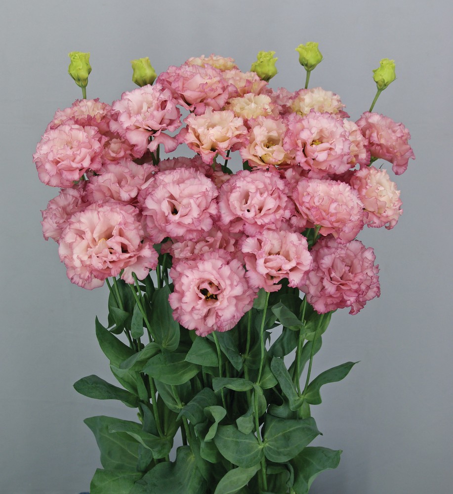 Lisianthus Madonna pink 70 A1 FRESH EXCHANGE FZCO Kenya buy wholesale on M-Flowers