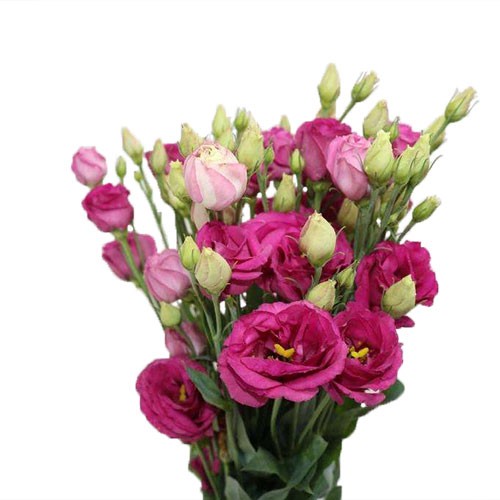 Lisianthus Dark Pink 70 A1 FRESH EXCHANGE FZCO KE buy wholesale on M-Flowers