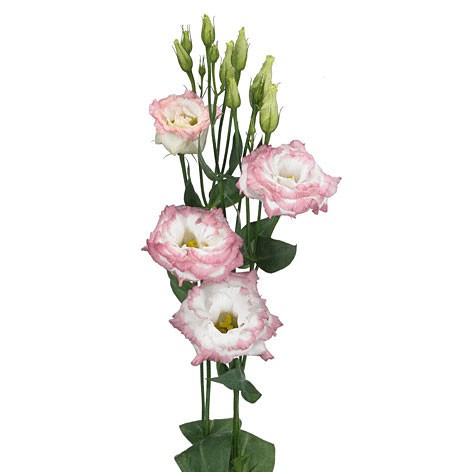 Lisianthus White-Pink multicolor 70 A1 FRESH EXCHANGE FZCO Kenya buy wholesale on M-Flowers