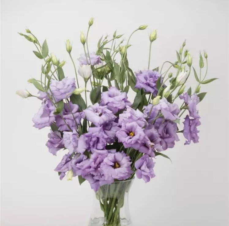 Lisianthus ABC Lavender 70 A1 FRESH EXCHANGE FZCO KE buy wholesale on M-Flowers